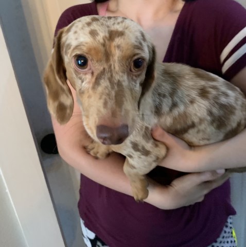 Penelopes mini weenies