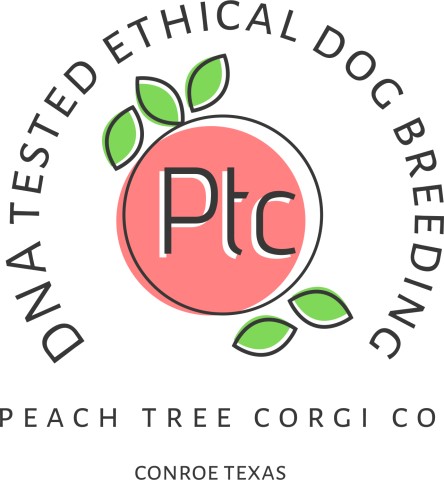 Peach Tree Corgi Co