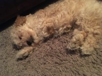 Ann Cook - Poodle Toy Stud