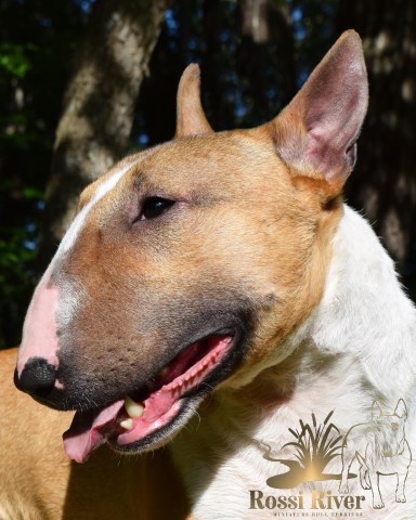 Miniature Bull Terrier Breeder 25172