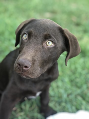 Triple Z Ranch Labradors