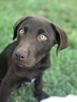 Triple Z Ranch Labradors Labrador Retriever breeder