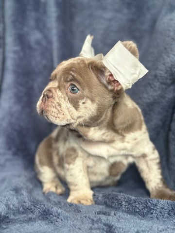 French Bulldog Stud 31833