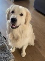 Lois harrison - Golden Retriever Stud