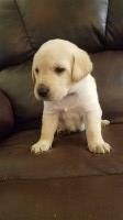 None Labrador Retriever breeder