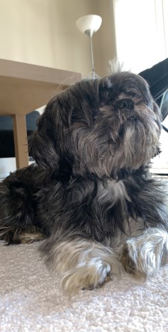 Shih Tzu Stud 27934