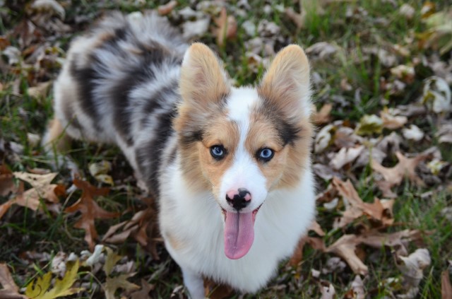 Enchanted Corgis