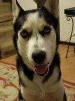 Tracy Zinck - Siberian Husky Stud