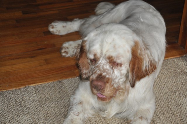 Clumber Spaniel Breeder 25372