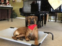 Rhodesian Ridgeback thumbnail