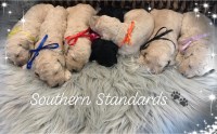 Southern Standards Poodle Standard breeder