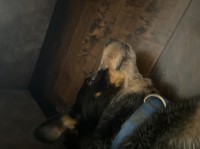 Australian Cattle Dog thumbnail