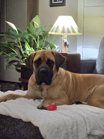 Mastiff Breeder 31907