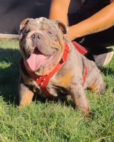 Joe - English Bulldog Stud