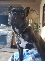 Melissa Barragan - French Bulldog Stud