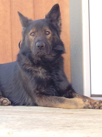 Black Diamond K9 Tactical