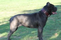 Italys Beast Cane Corso breeder