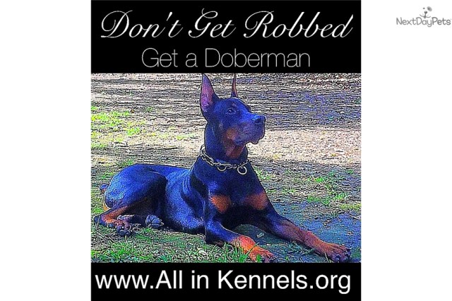 Doberman Dad