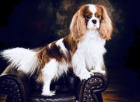 Cavalier King Charles Spaniel thumbnail