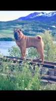 Blue - Chinese Shar Pei Stud