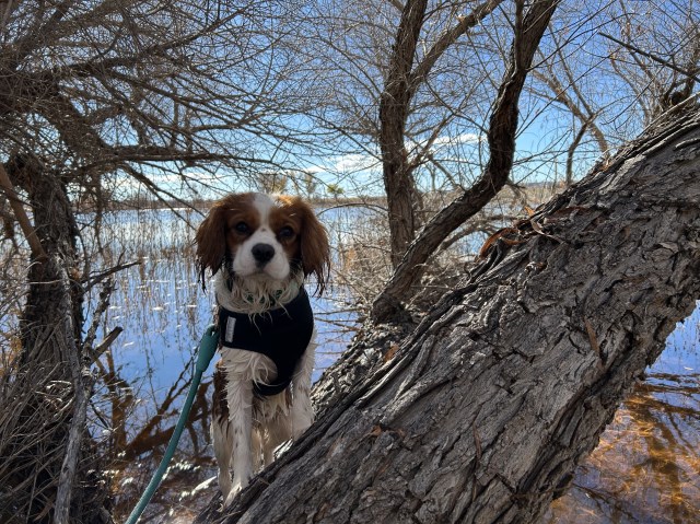 Cavalier King Charles Spaniel Stud 31849