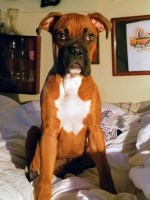 kevin Seagraves - Boxer Stud