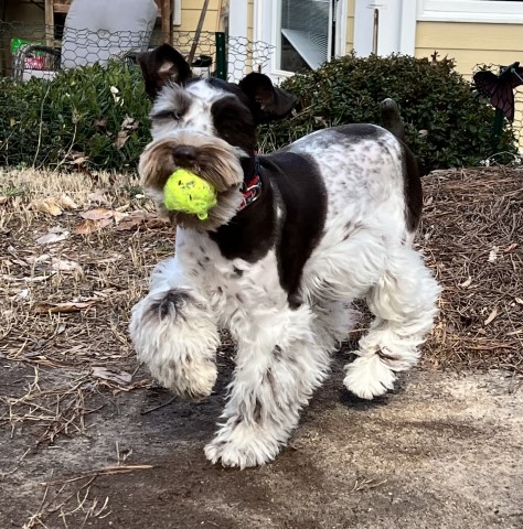 Miniature Schnauzer Stud 30522