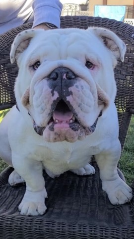 English Bulldog Stud 28953
