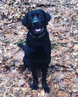 Jackie - Labrador Retriever Stud