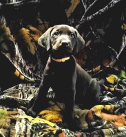 Shotts Retriever Systems Labrador Retriever breeder