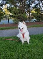 Menka Bihari - Samoyed Stud