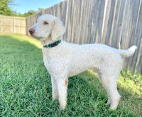 Texoma Stud Services - Poodle Standard Stud