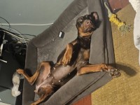 Jose - Doberman Pinscher Stud