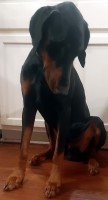 April - Doberman Pinscher Stud