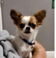 Bibey Studs Chihuahua breeder