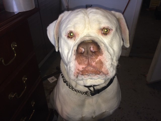 American Bulldog Stud 26794