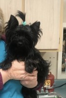 Kelly Vaughn - Yorkshire Terrier Stud