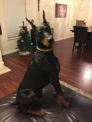 Doberman Pinscher Breeder 16846