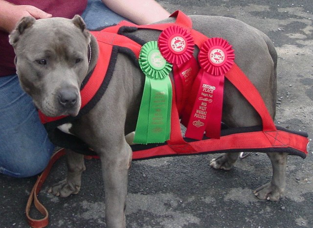 Deuces Blue Pits