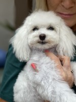 Jeanie - Poodle Toy Stud