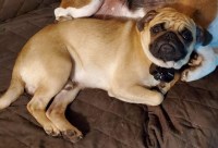 David and Joan Lancaster - Pug Stud