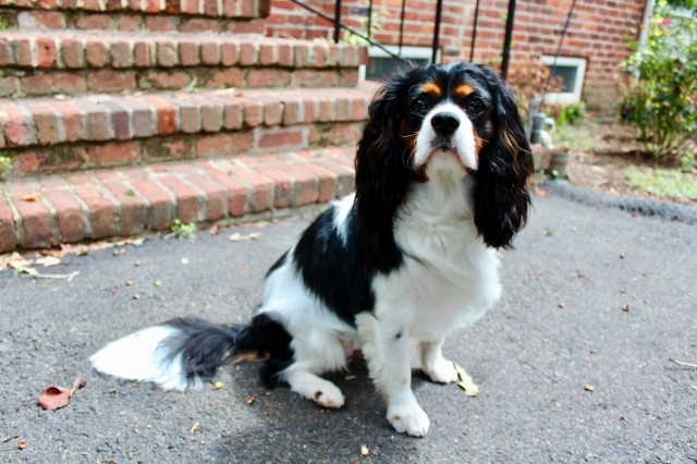 Cavalier King Charles Spaniel Stud 28099