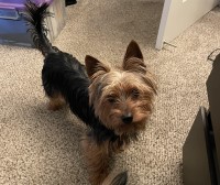 Liz  Bradshaw - Yorkshire Terrier Stud