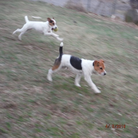 Jack Russell Terrier Stud 26531