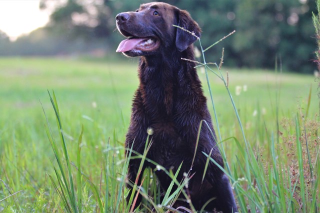 Labrador Retriever Stud 28572