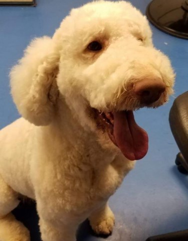 Goldendoodle Breeder 27408