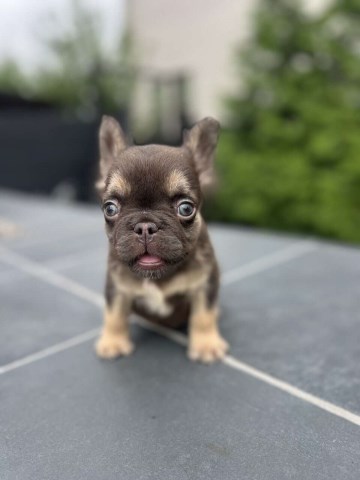 French Bulldog Stud 31846