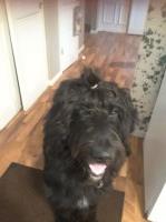 Eric Sponable - Goldendoodle Stud