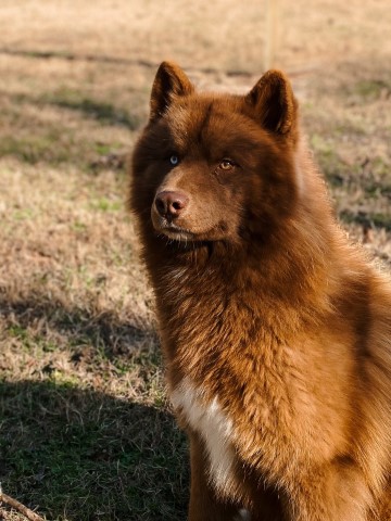 PorterHouse Siberians
