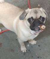 Plenty o pugs Pug breeder